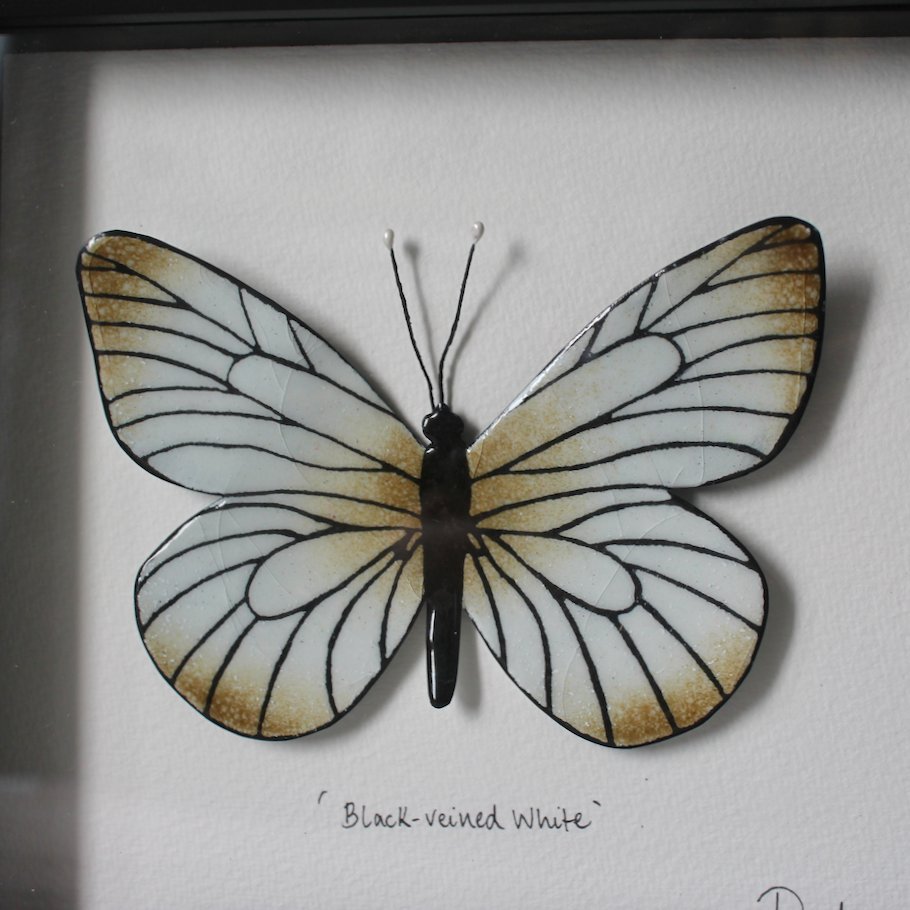 Black-Veined White Butterfly - Medium Frame