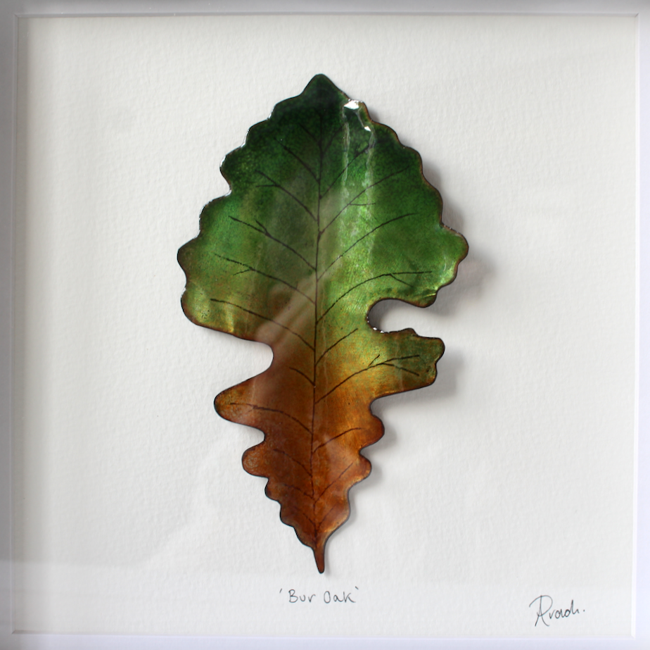 Bur Oak - Large Frame