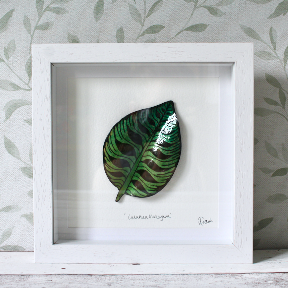 Calathea - Medium Frame