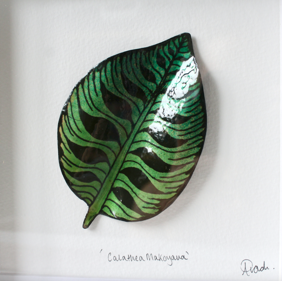 Calathea - Medium Frame