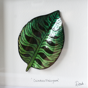 Calathea - Medium Frame
