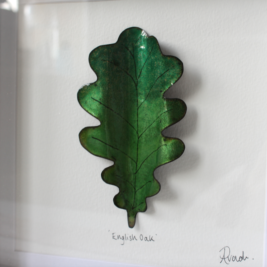 English Oak - Medium Frame