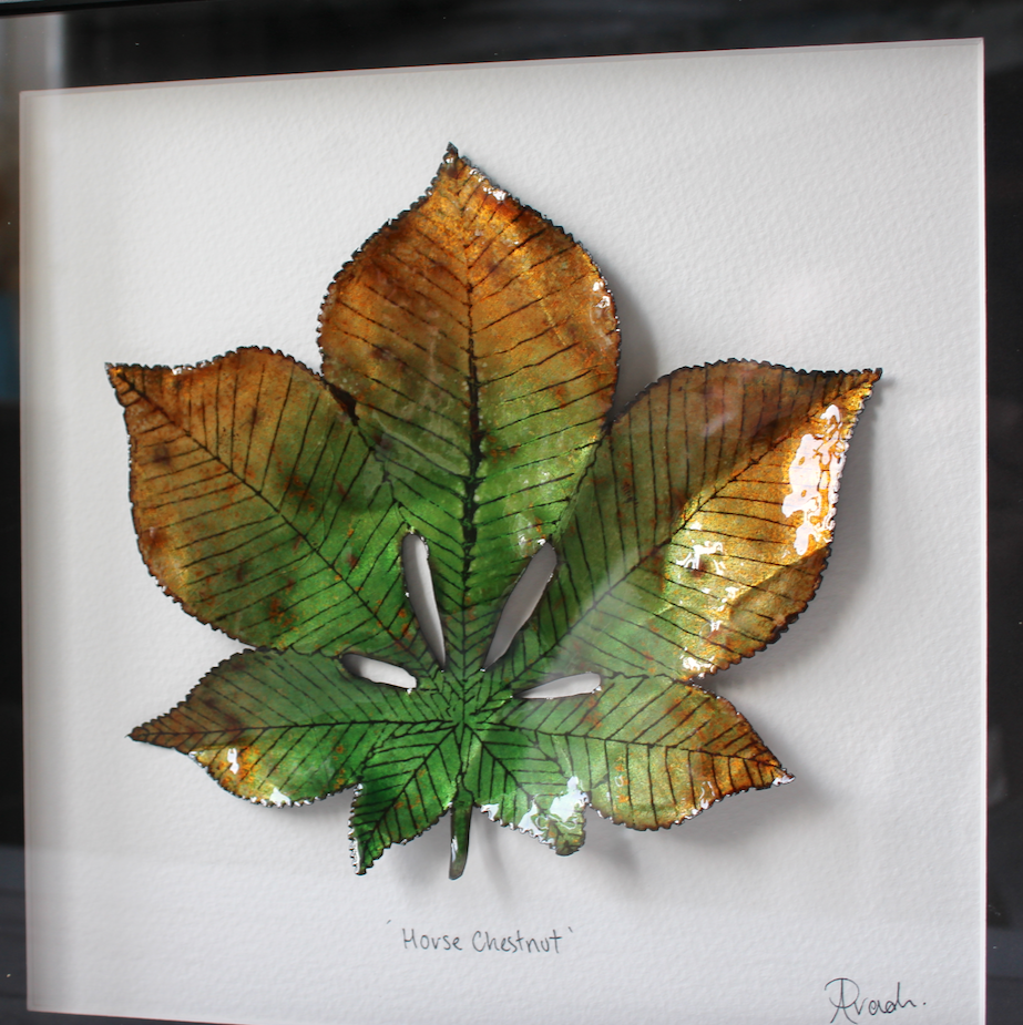Horse Chestnut - Large Frame