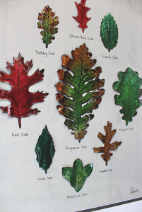 Oak Species Giclee A4