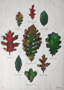 Oak Species Giclee A4