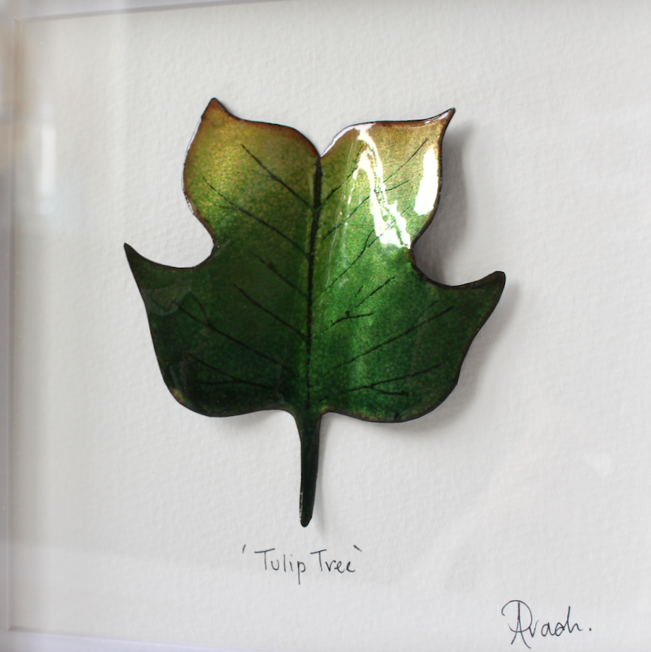 Tulip Tree - Medium Frame