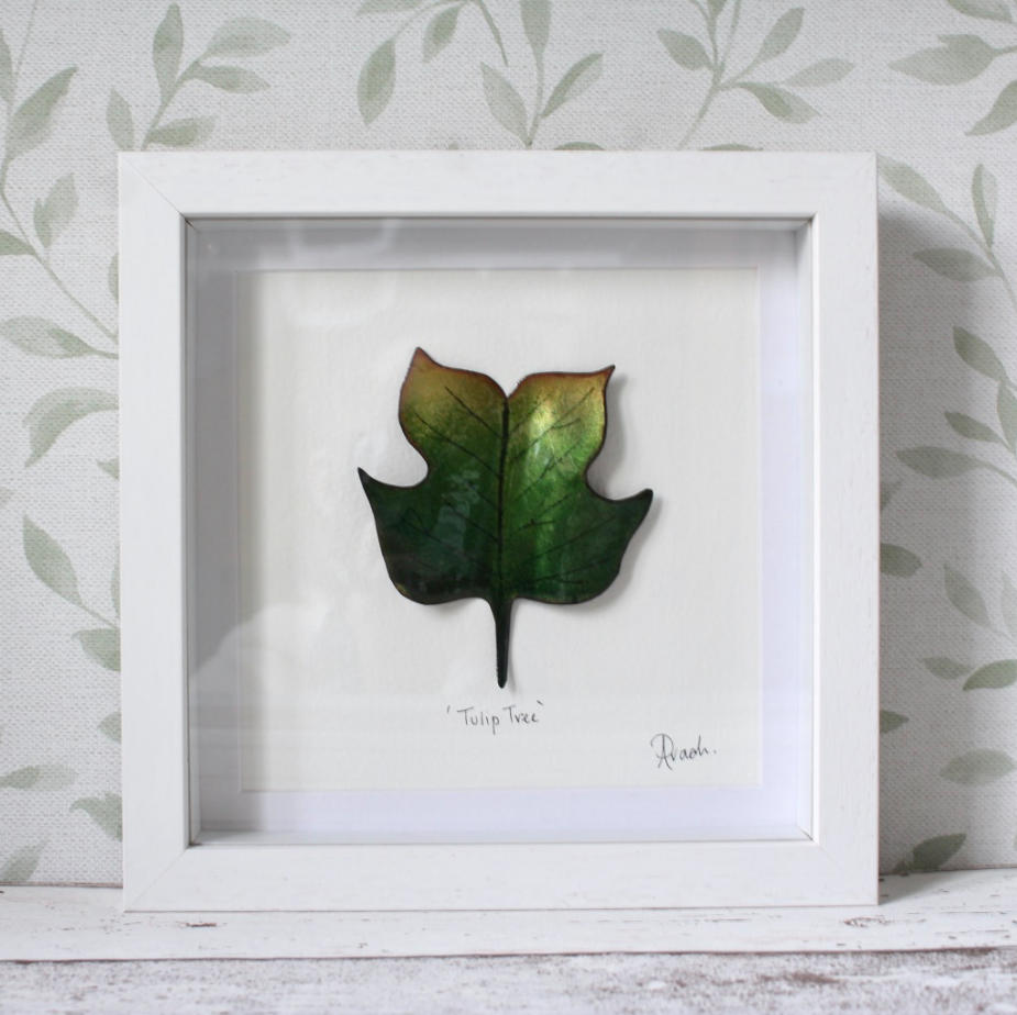 Tulip Tree - Medium Frame