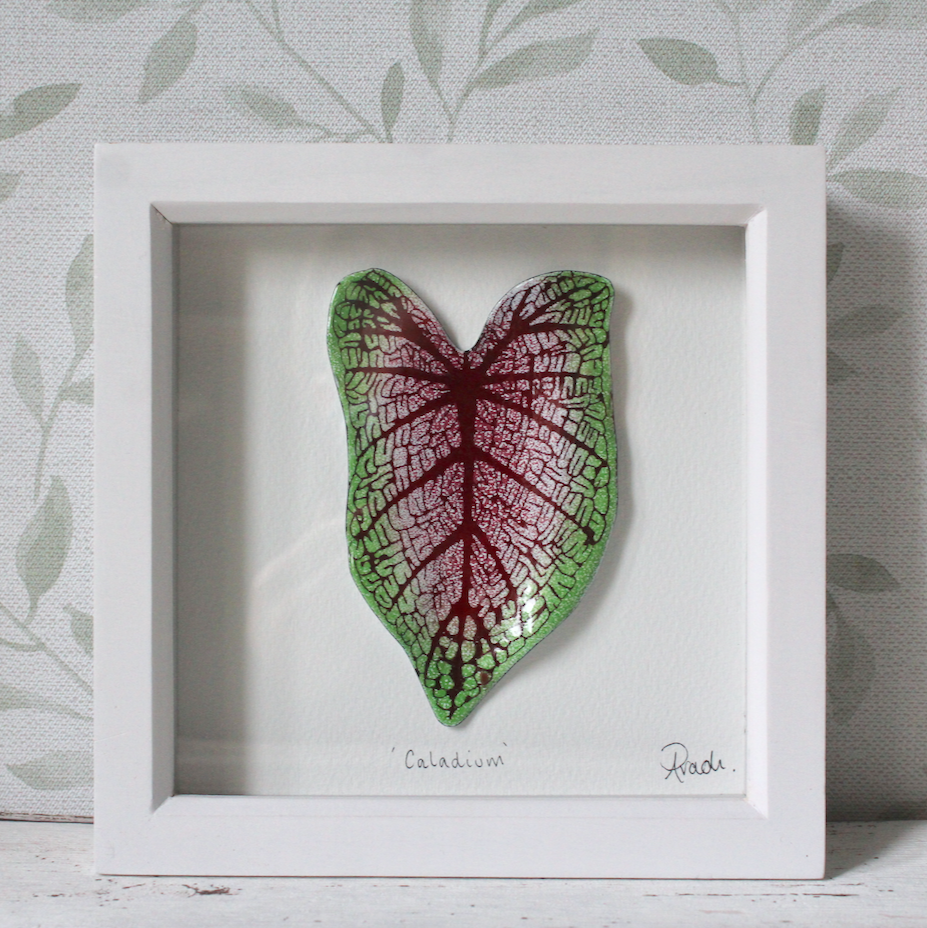 Caladium - Medium Frame