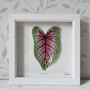 Caladium - Medium Frame