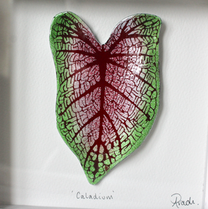 Caladium - Medium Frame