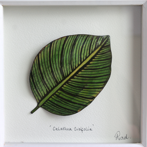 Calathea Orbifolia - Medium Frame