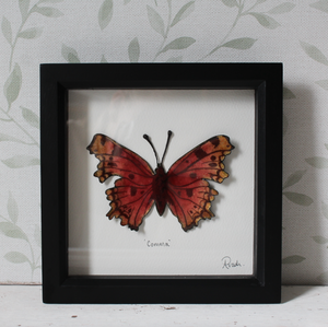 Comma Butterfly - Medium Frame
